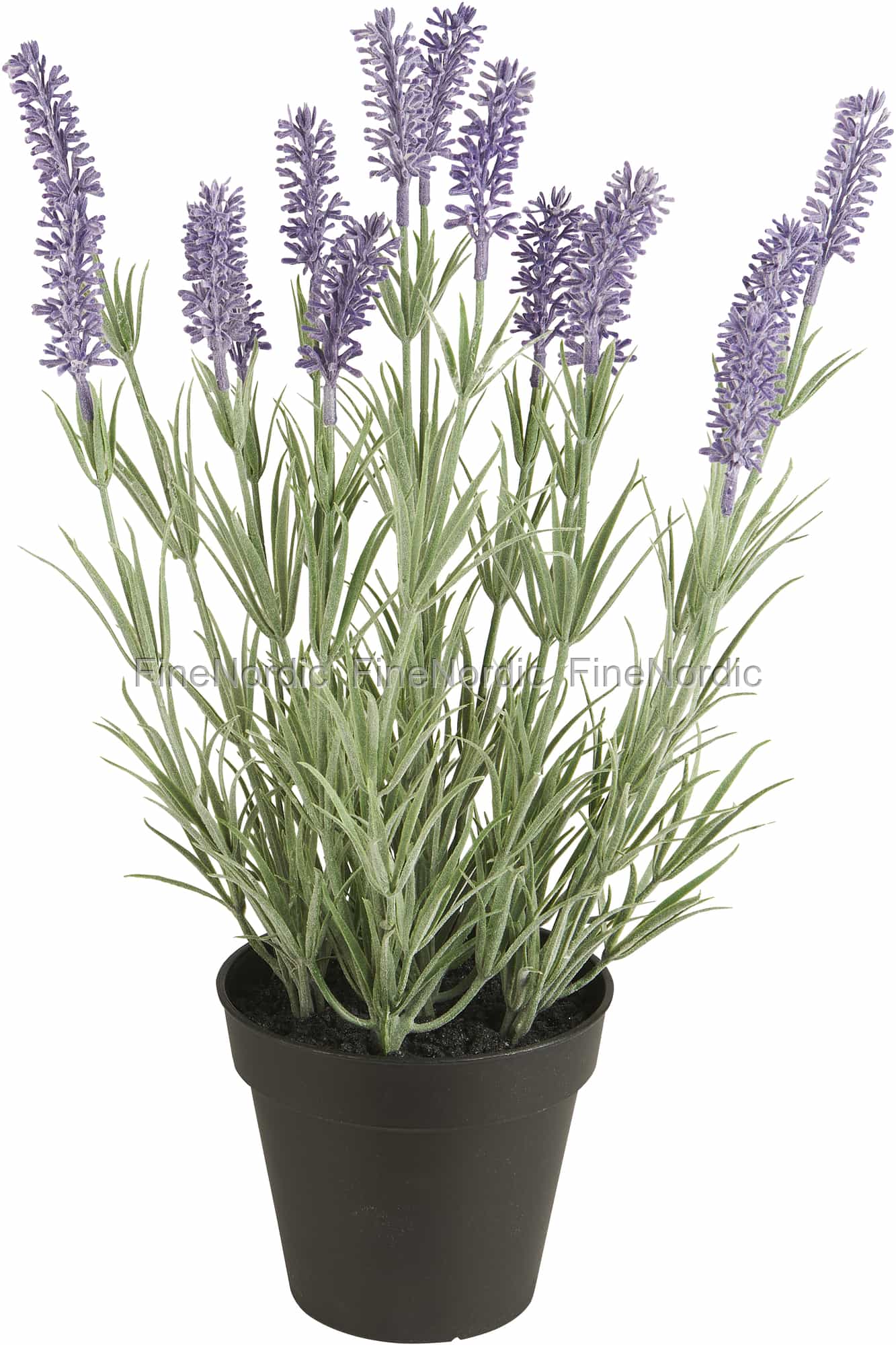 Ib Laursen Lavendel in Topf